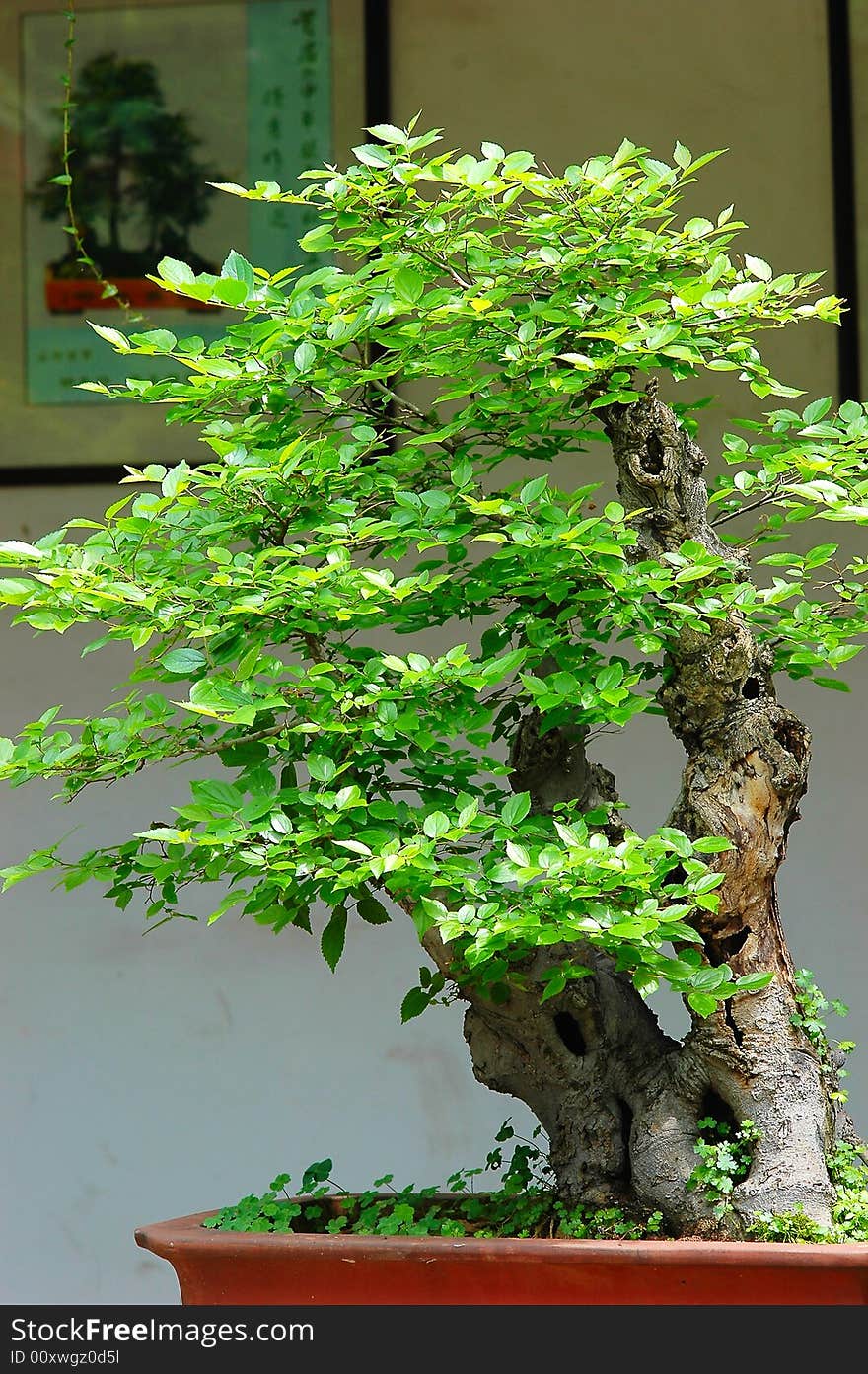 The tree of miniascape in a garden china