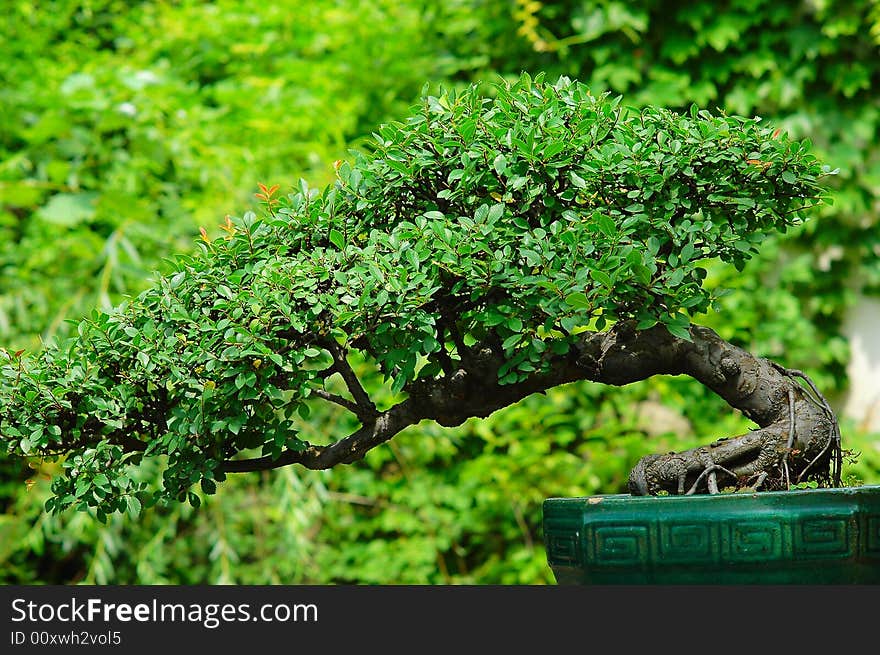 The tree of miniascape in a garden china