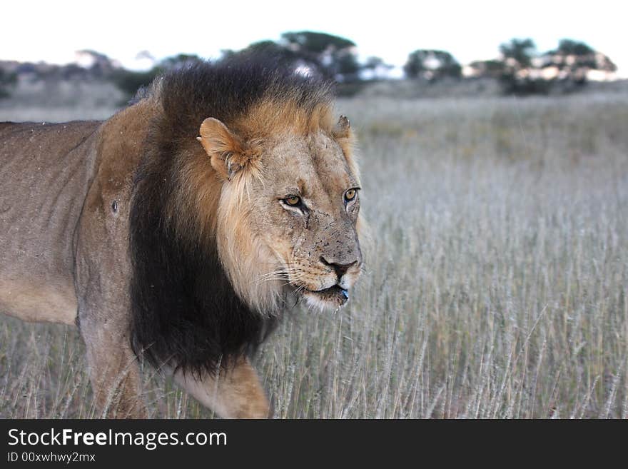 Lion portrait