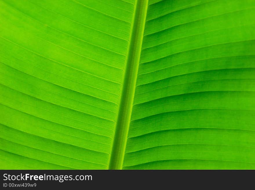 The beautiful leaf of the plant in a garden. The beautiful leaf of the plant in a garden