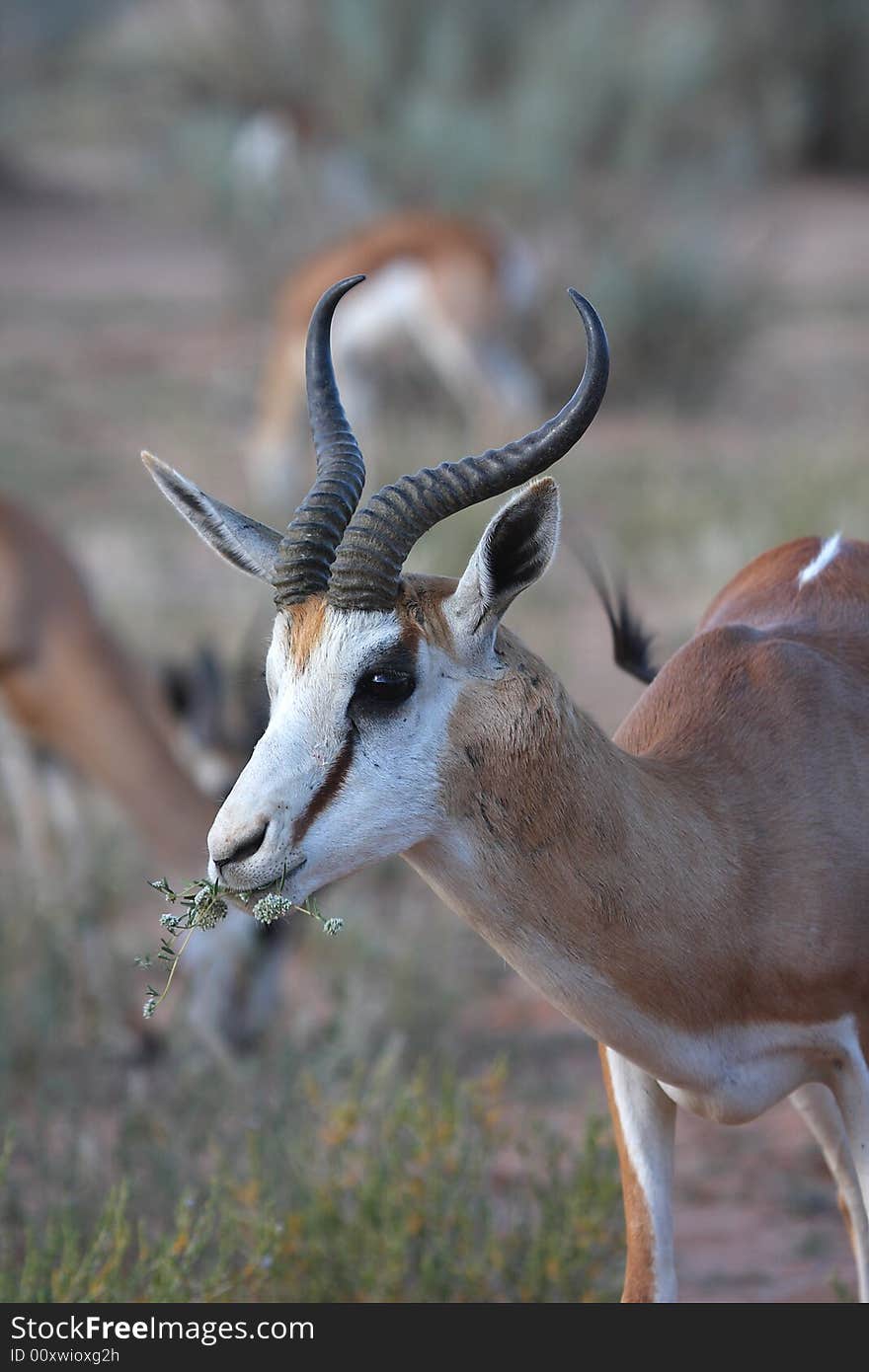 Springbok grazing