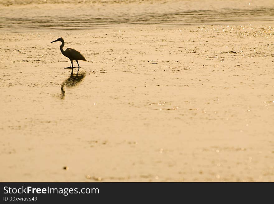 Silouette of blue heron in Alacati, Cesme, Turkey. Silouette of blue heron in Alacati, Cesme, Turkey