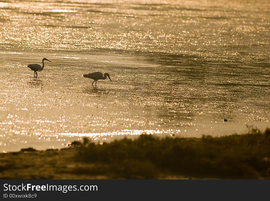 Heron at the sunrise