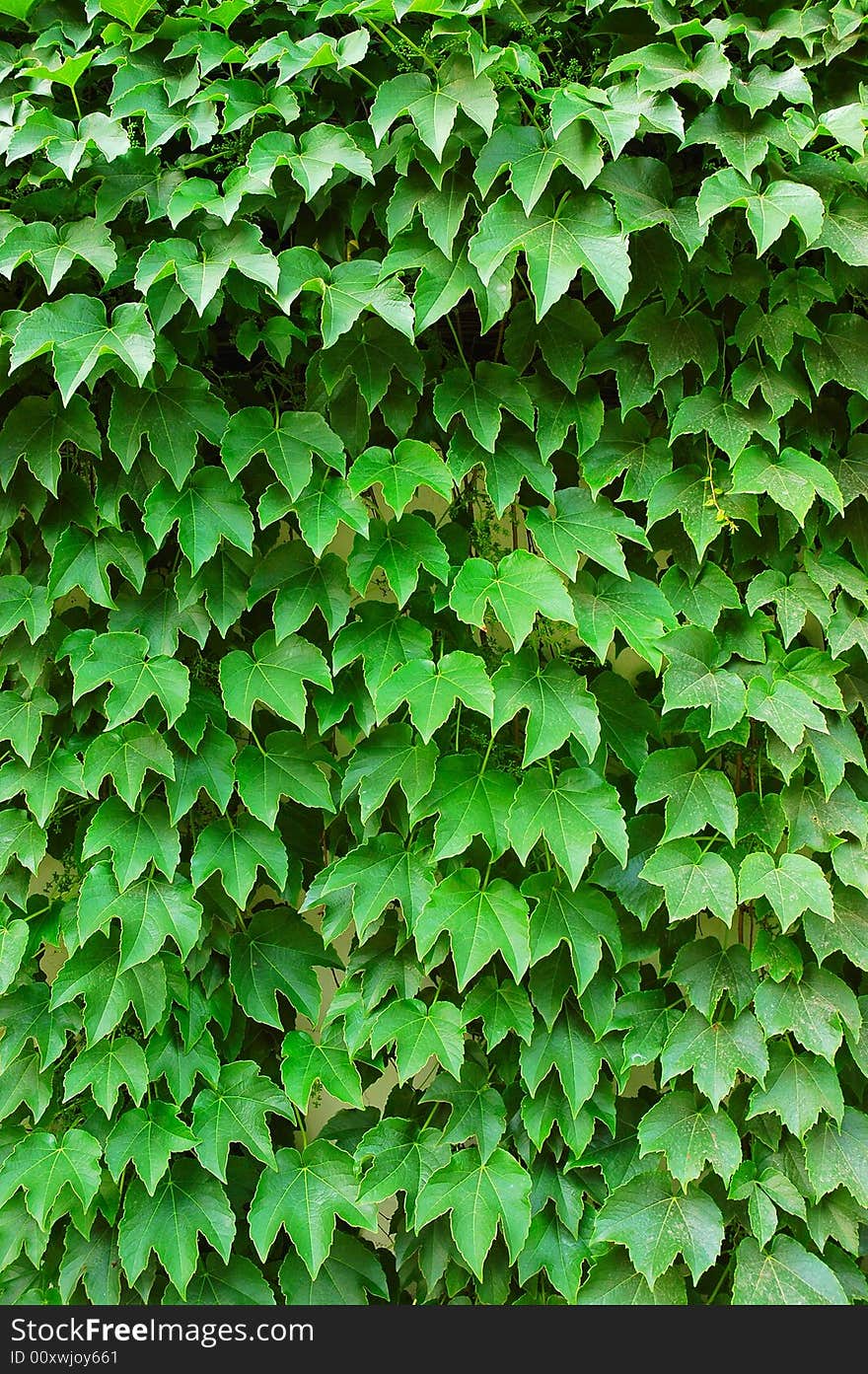 The leaf in the sunshine  of the plant in a garden. The leaf in the sunshine  of the plant in a garden