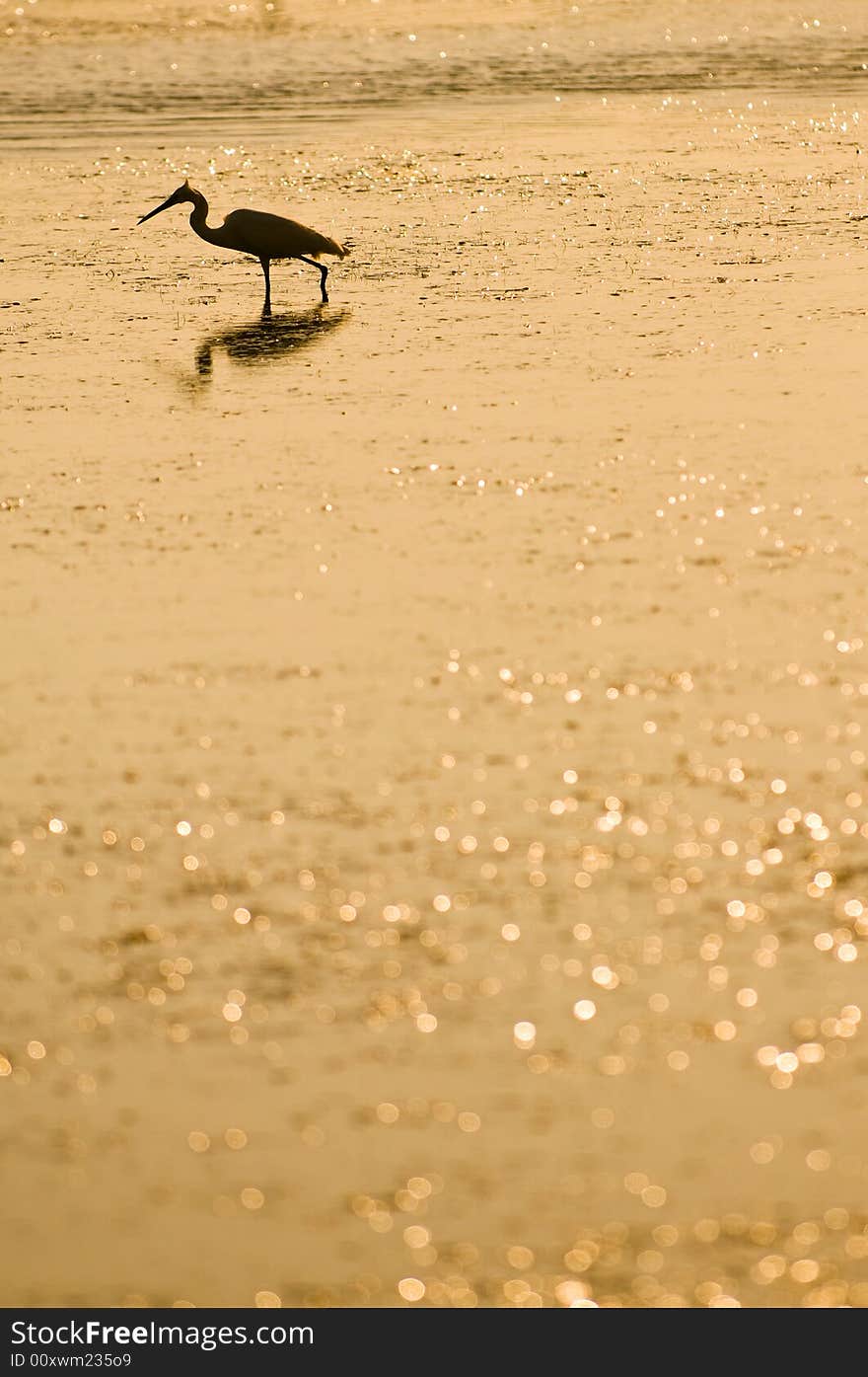 Silouette of blue heron in Alacati, Cesme, Turkey. Silouette of blue heron in Alacati, Cesme, Turkey