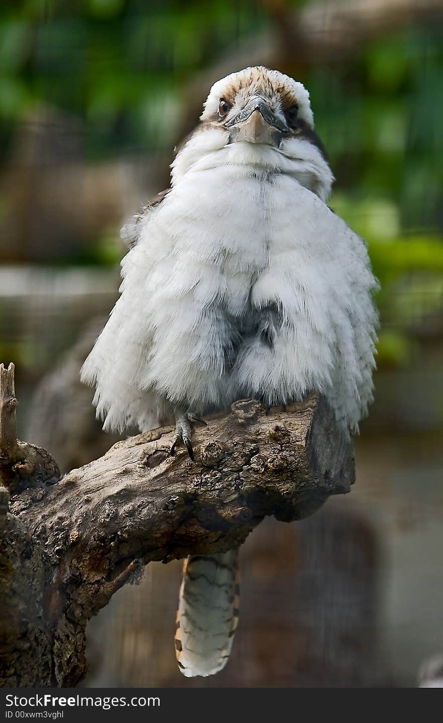 Australian laughing jackass on the branch/ Also known as Kookaburra. Australian laughing jackass on the branch/ Also known as Kookaburra