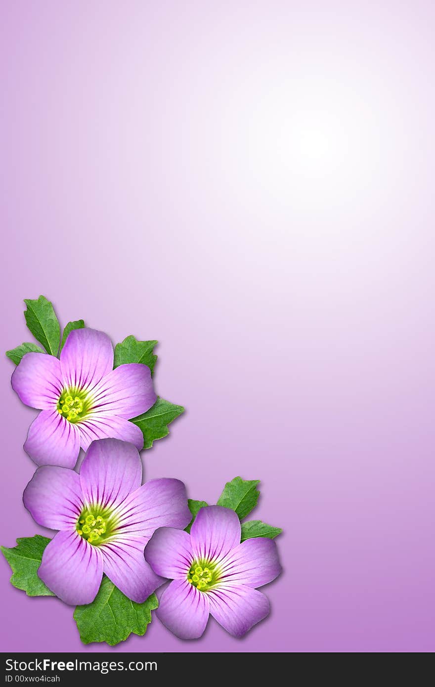 Composite of Purple flower and leaf with purple background