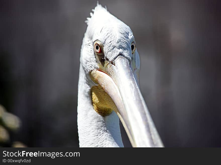 Photo of a Brown Pelican