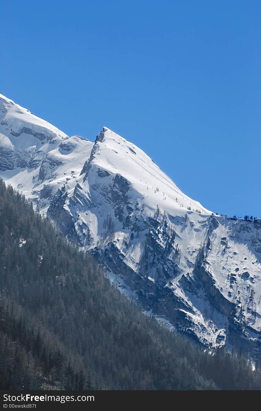 Alps slopes with pines and with snow. Alps slopes with pines and with snow