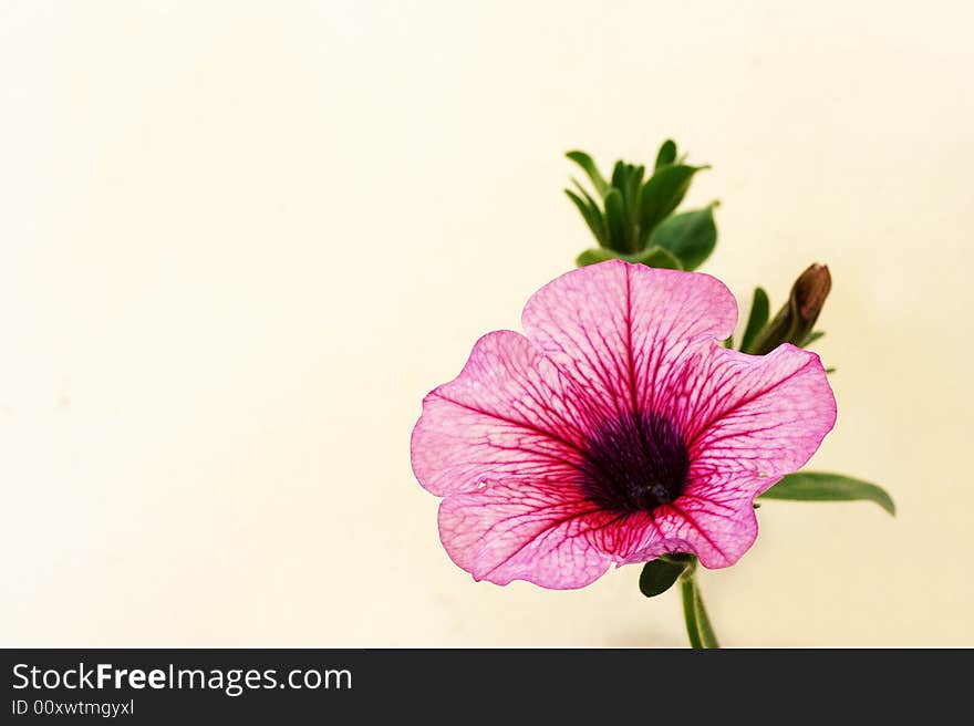 Flower on white