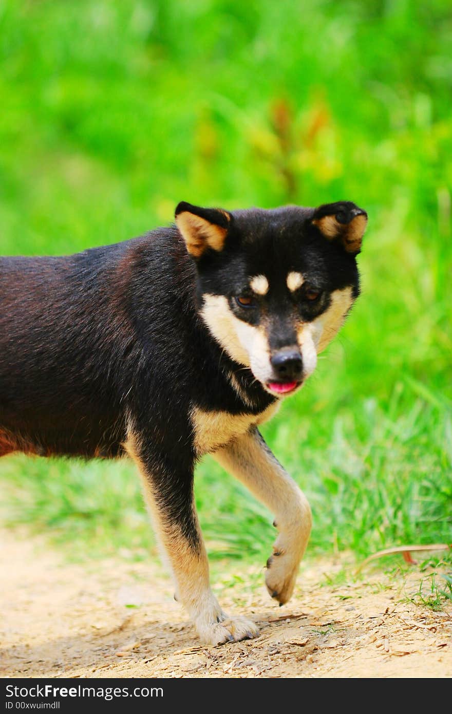 A  dog is watching something .it's looks very cut. A  dog is watching something .it's looks very cut