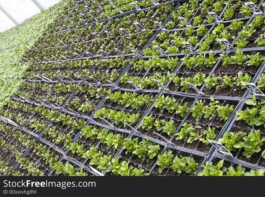 Rows of Small Potted Plants