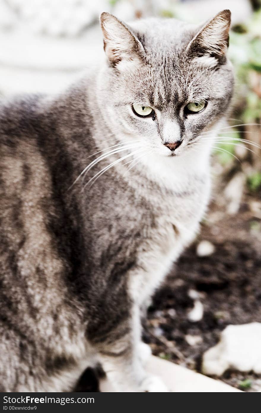 A big eyed cute cat