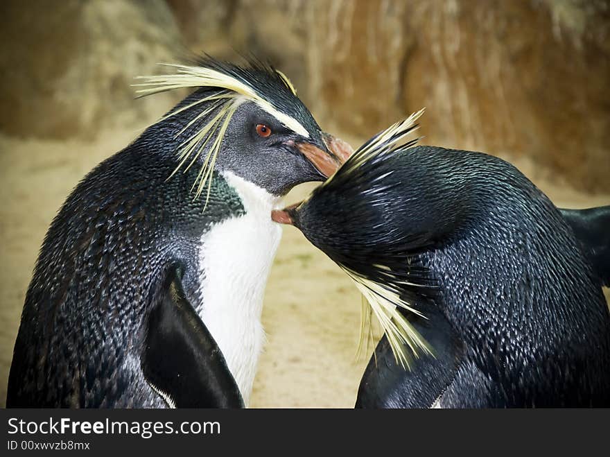 Eastern Rockhopper Penguins