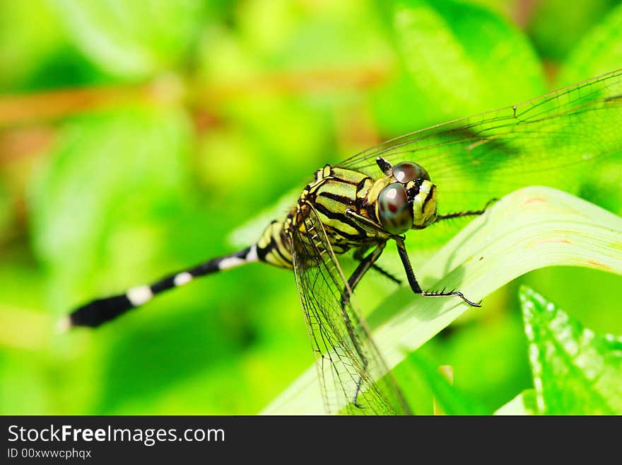 The dragonfly in a grasses .waiting for the food .