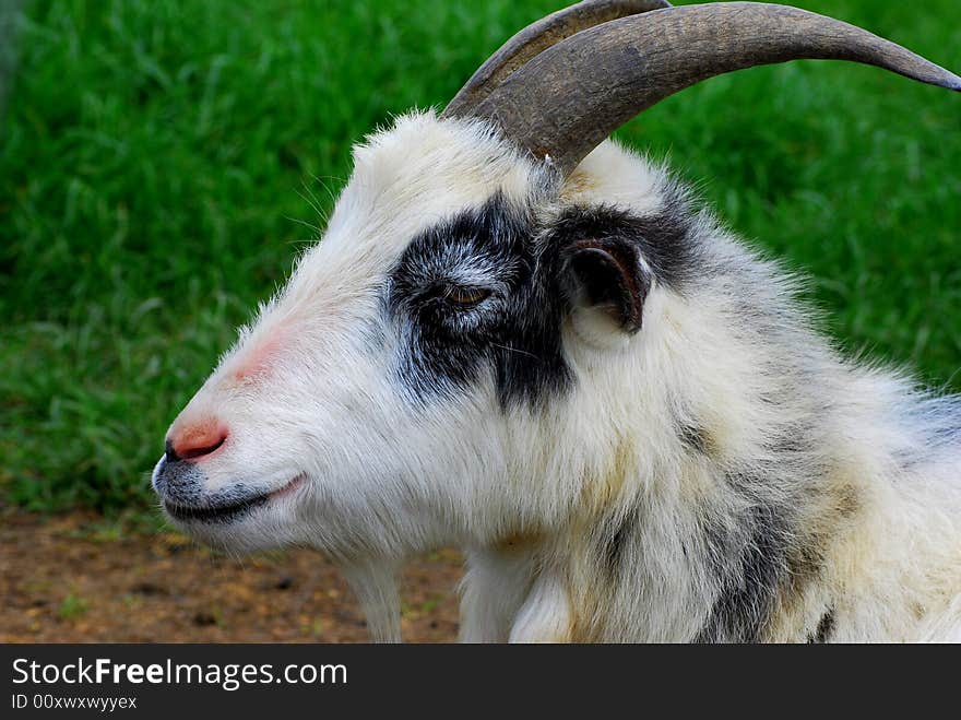 Close up shot of a goats head