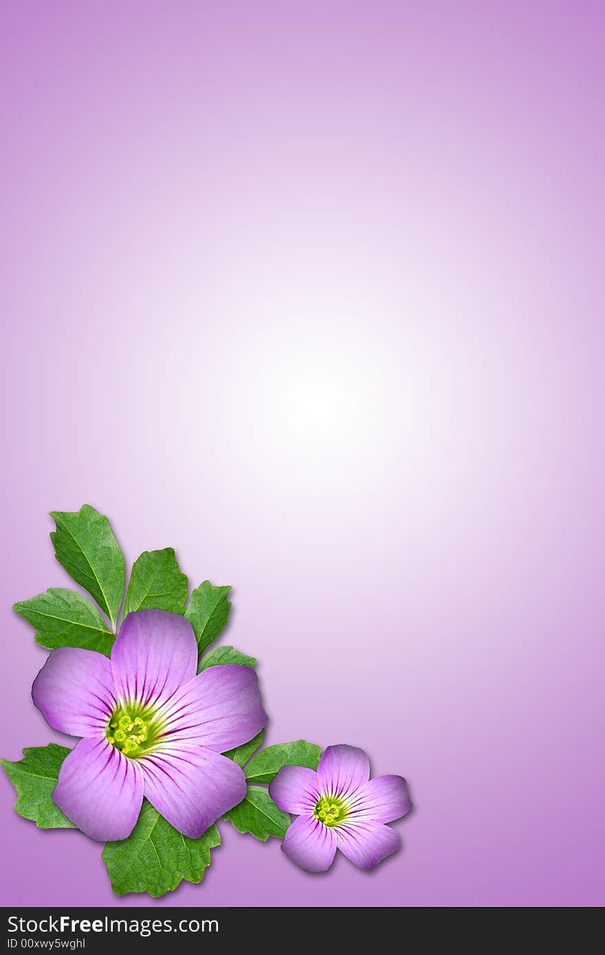 Composite of Purple flower and leaf with purple background