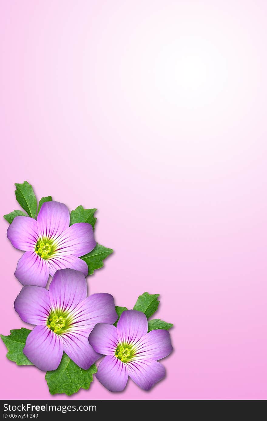Composite of Purple flower and leaf with pink background