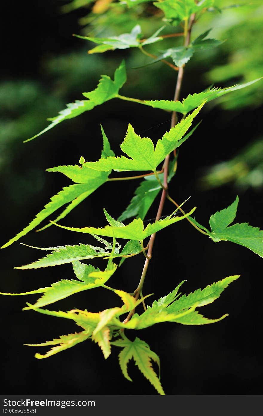 The leaf of a plant in a garden