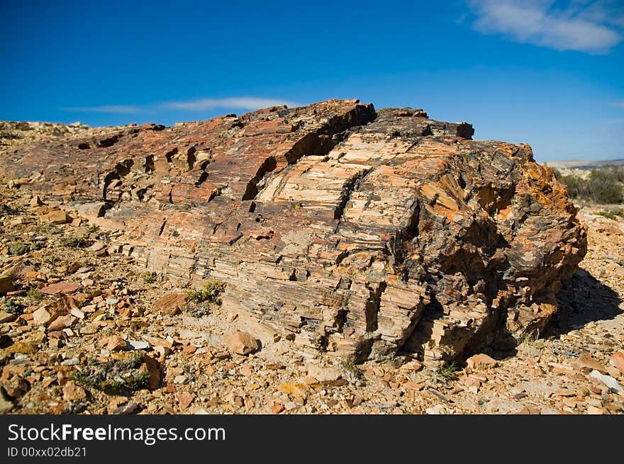 Petrified wood in Patagonia.