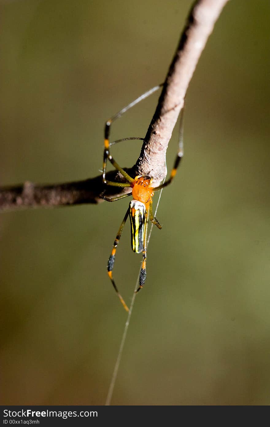 Bright-colored spider spit out its silken thread ,ready to make a web