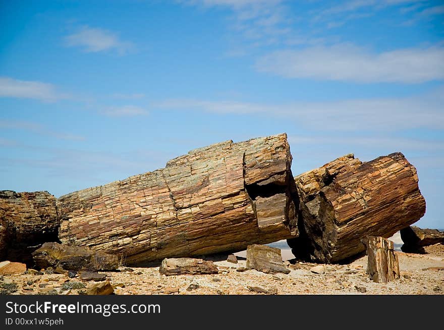 Petrified Wood In Argentina.