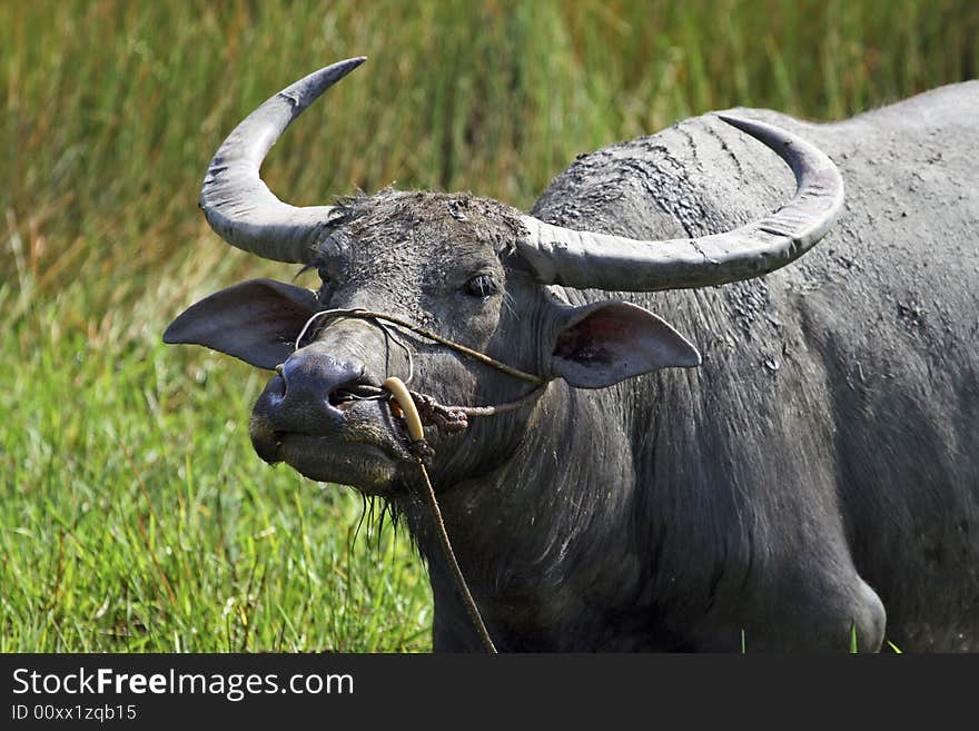 Water Buffalo