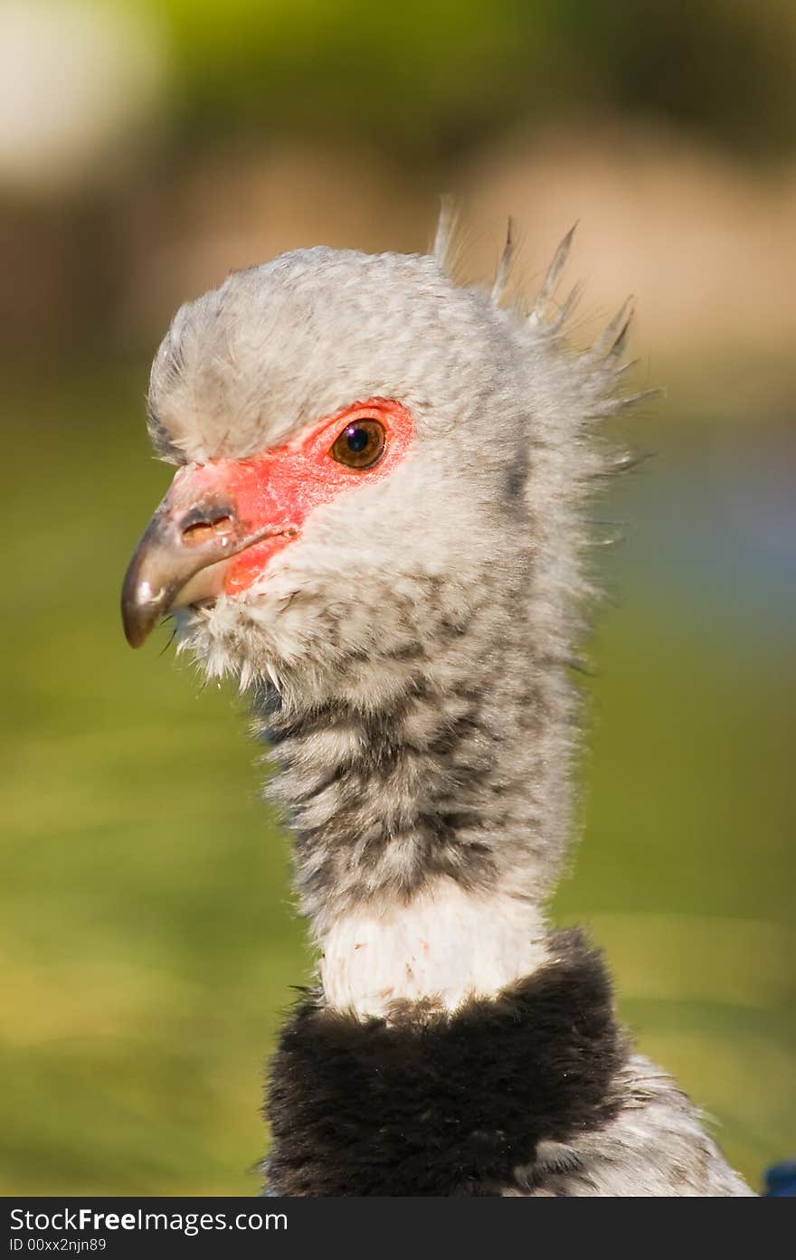 Wild Southern screamer (Chauna torquata) in Argentina.