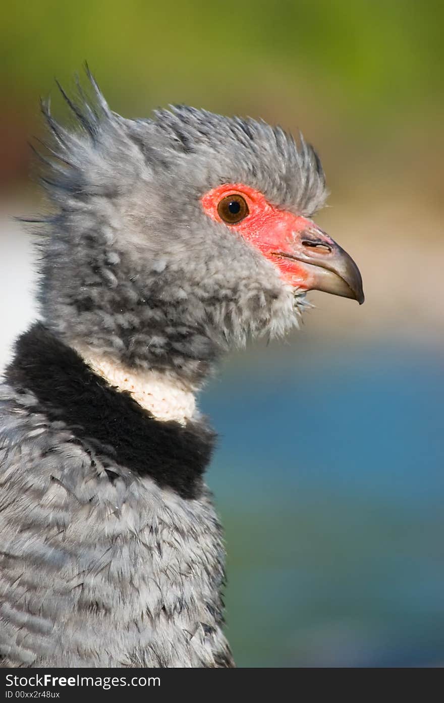 Southern screamer (Chauna torquata)