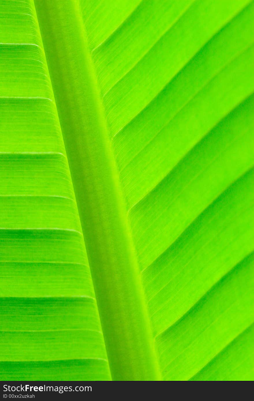 The beautiful leaf of the plant in a garden. The beautiful leaf of the plant in a garden