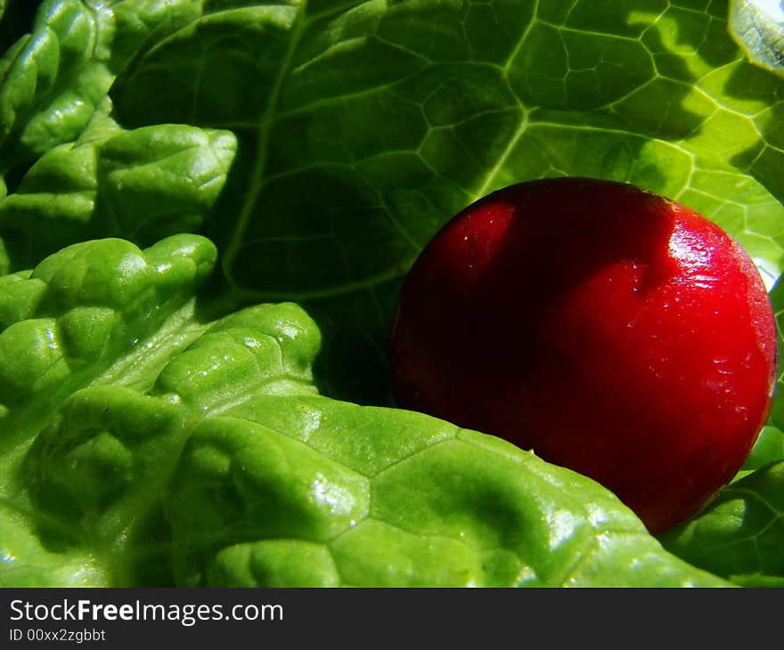 Radish on the salad on all photo