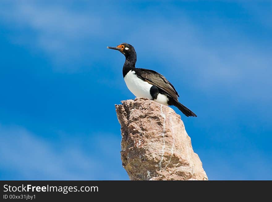 Rock cormorant.