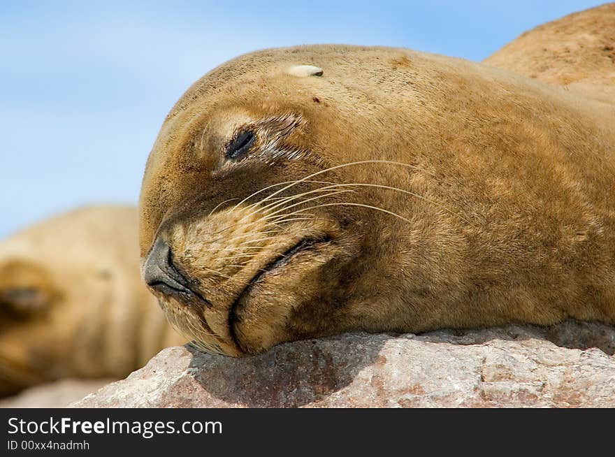 Wild Sea Lion in the coast of Patagonia, Argentina. Wild Sea Lion in the coast of Patagonia, Argentina.