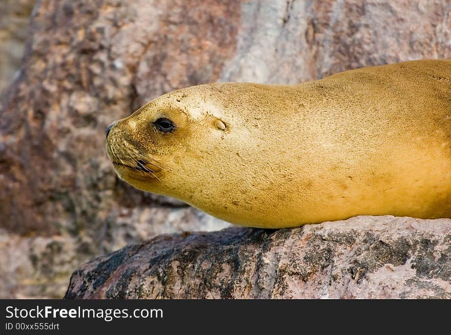 Wild Sea Lion in the coast of Patagonia, Santa Cruz province,  southern Argentina. Wild Sea Lion in the coast of Patagonia, Santa Cruz province,  southern Argentina.