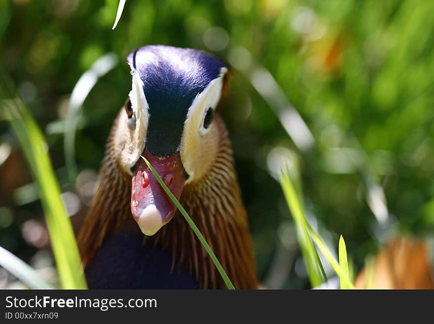 Close up a head duck