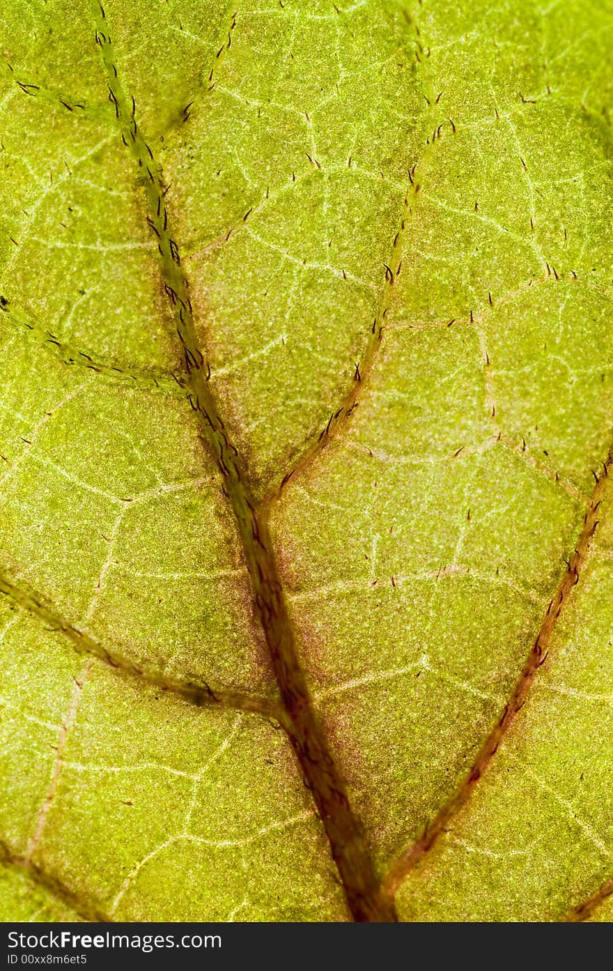 Macro shot of a green leaf. Macro shot of a green leaf.