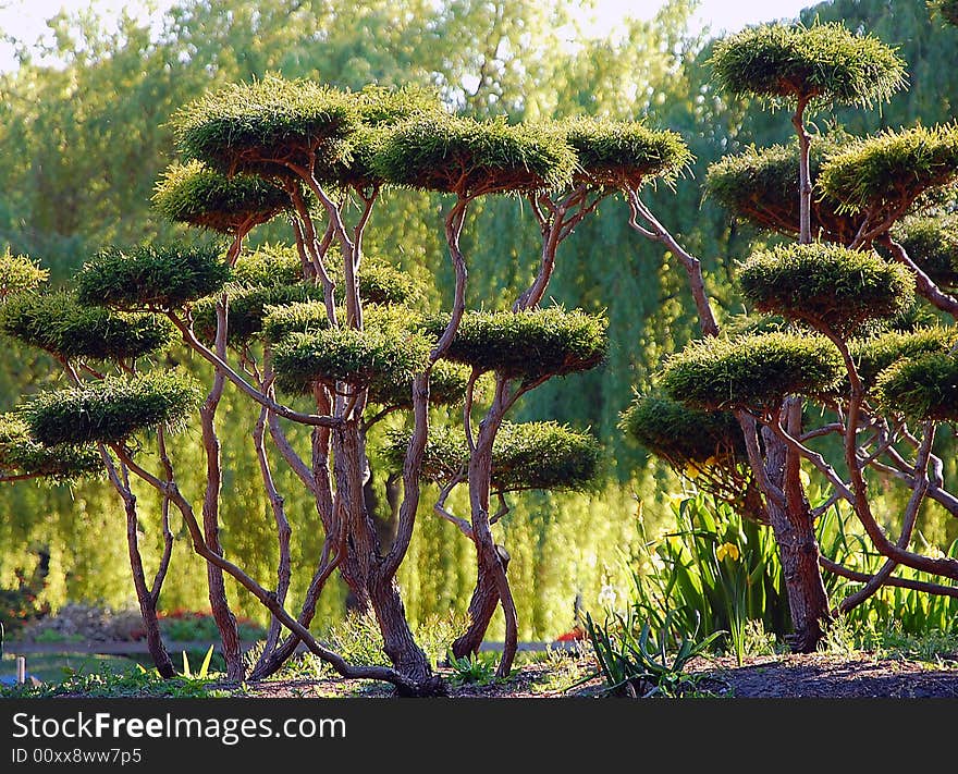 Green dwarf trees in sunlight in park