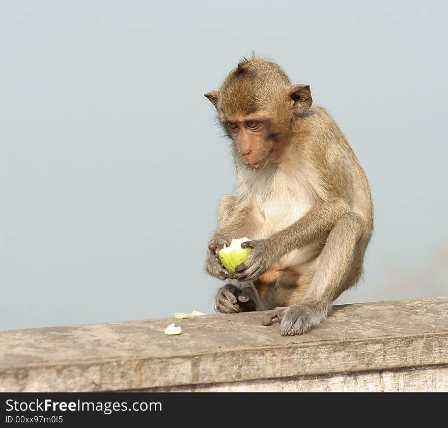 A little monkey eating apple. A little monkey eating apple