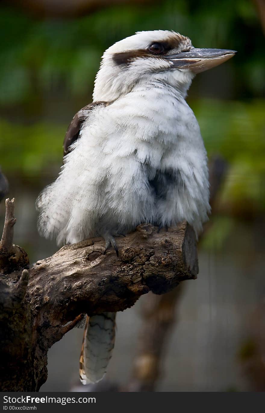 Australian laughing jackass on the branch/ Also known as Kookaburra. Australian laughing jackass on the branch/ Also known as Kookaburra