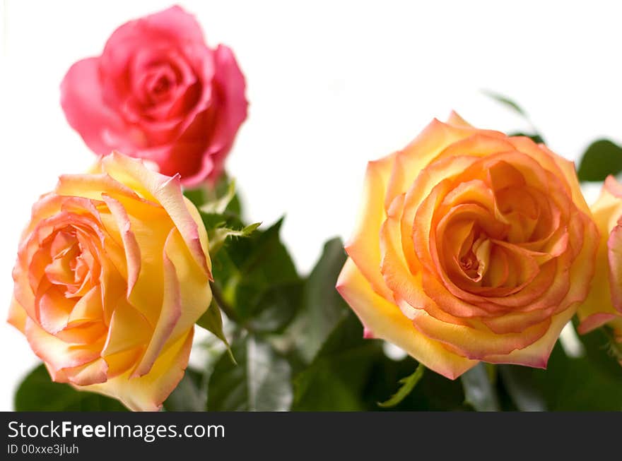 Three Roses