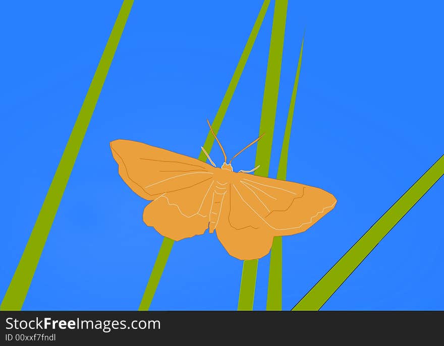 Orange butterfly