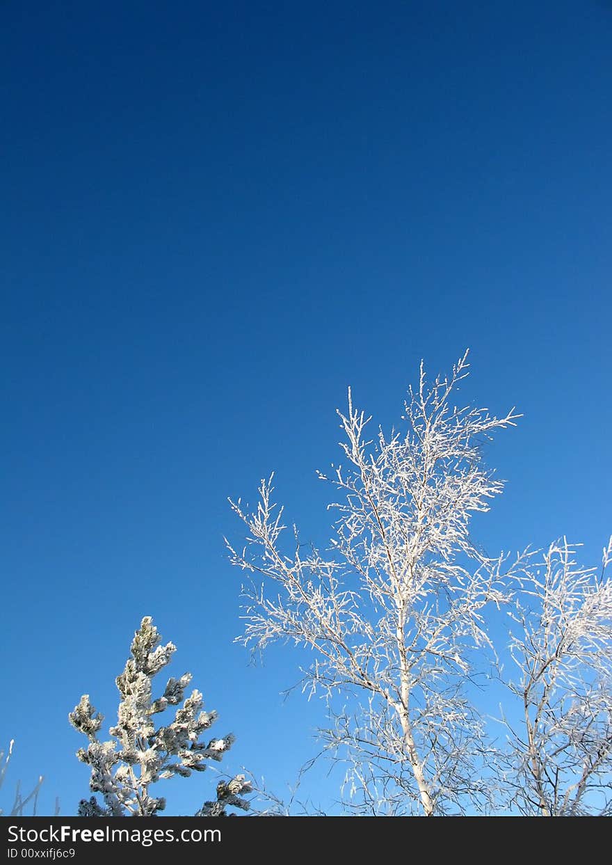 Winter Trees