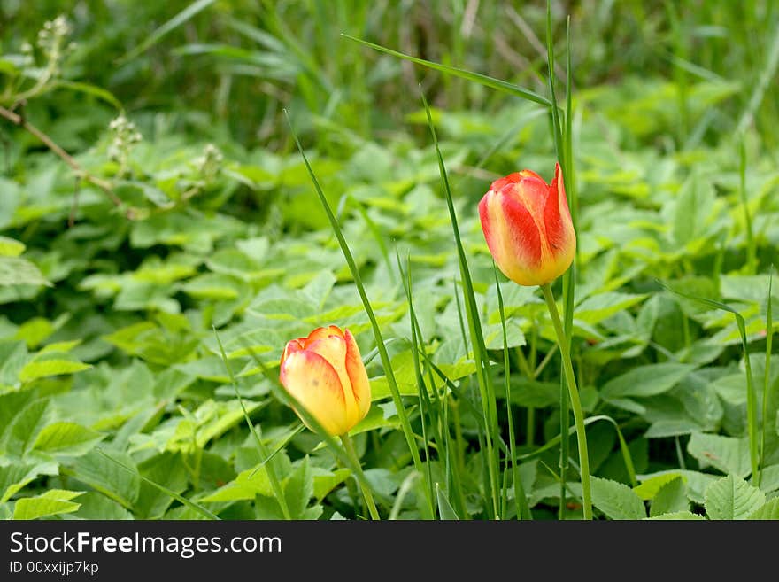 Tulips