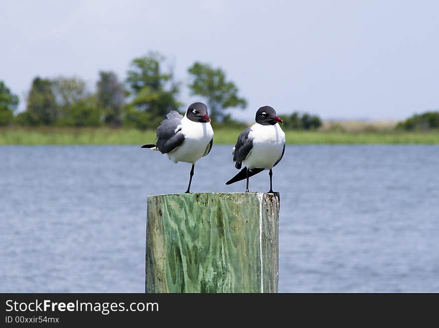 Two Seagulls