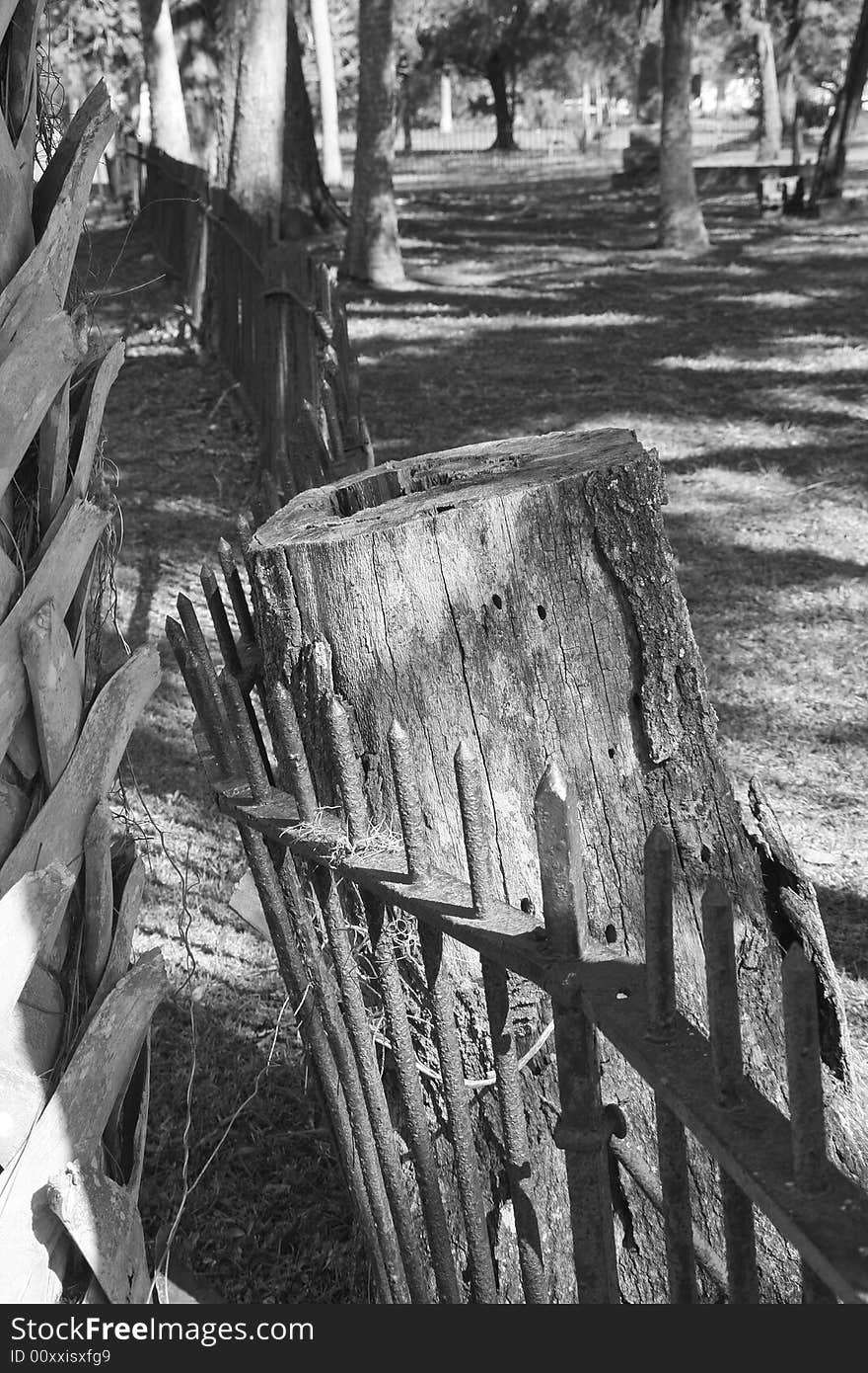 An iron fence wraps around an old stump