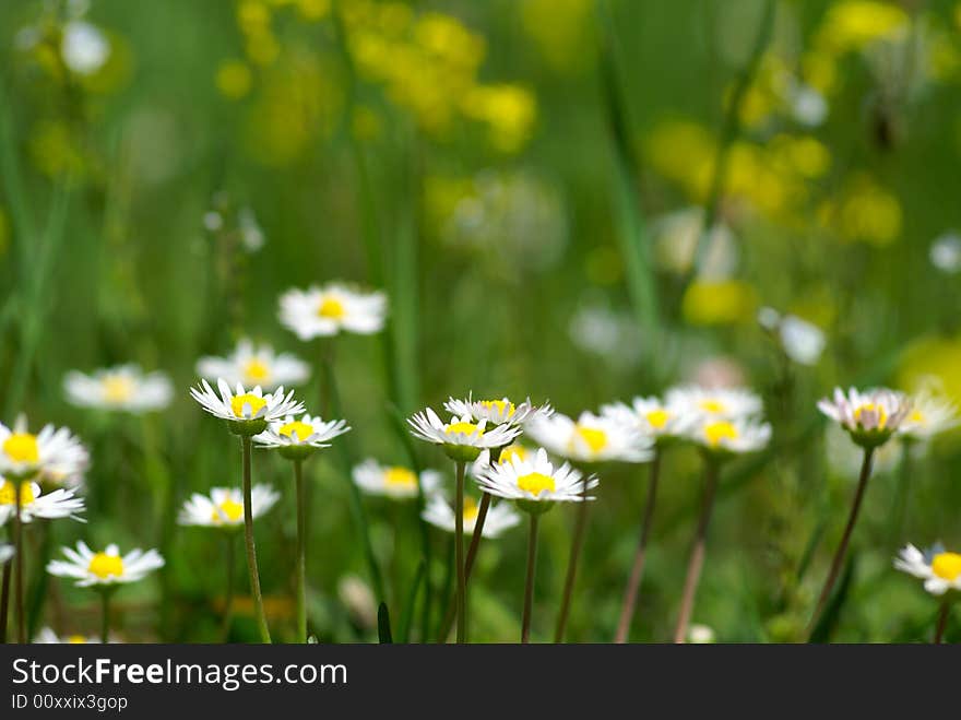 Nice summer meadow with camomiles