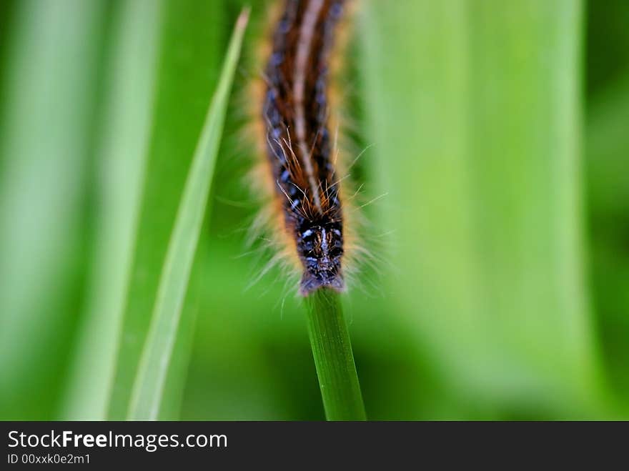 Close up shot of a black worm on green plants. Close up shot of a black worm on green plants