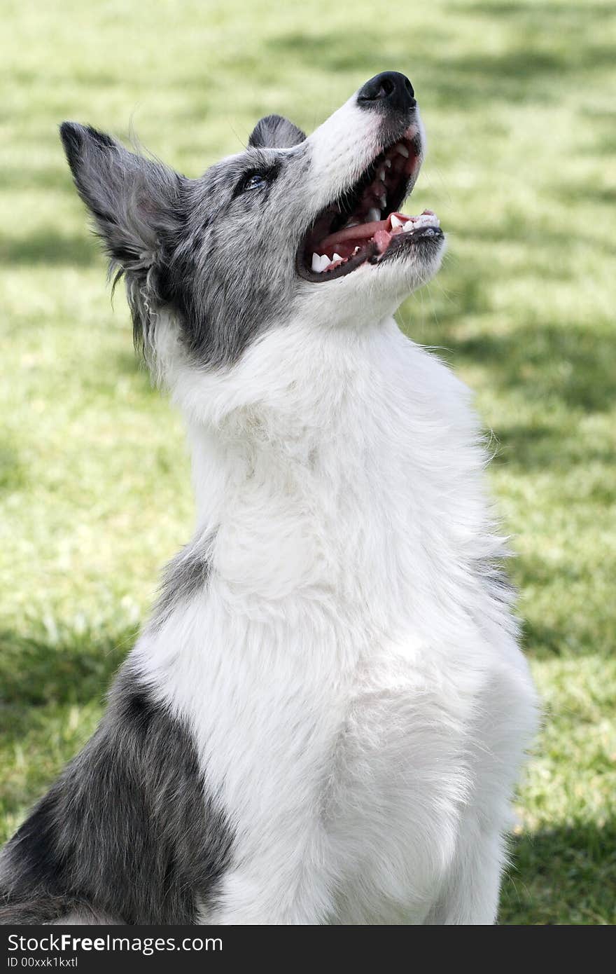 Scotland Shepherd (Collie).