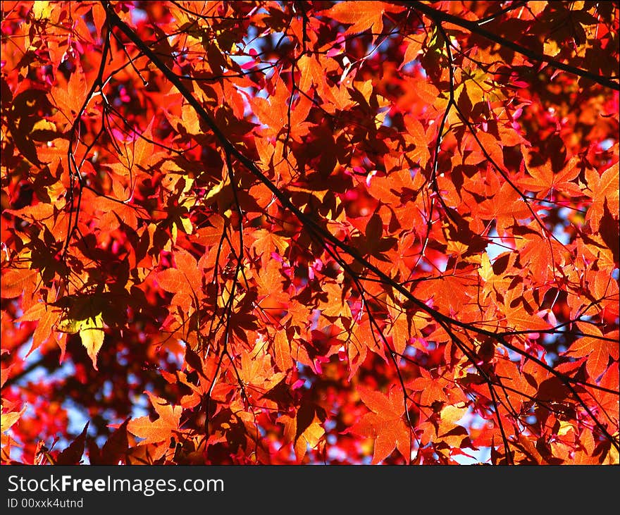 Red Japanese Maple with Mazing Colors