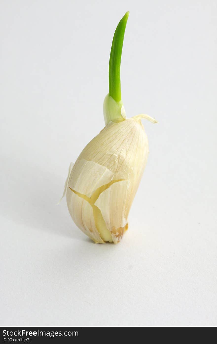 Clove Of Garlic